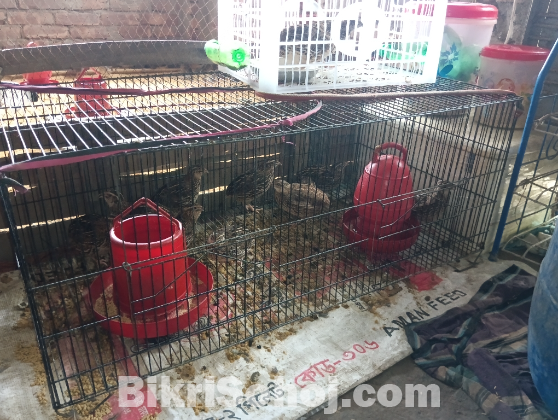 কোয়েল পাখির বাচ্চা এবং বীজ ডিম এবং খাবার ডিম বিক্রি করা হয়